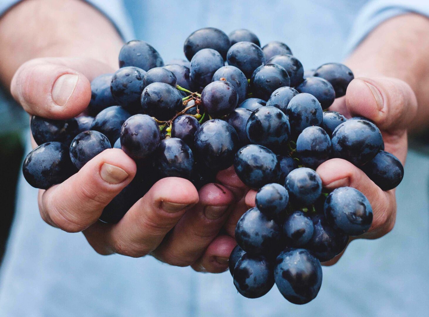 déguster simplement avec Elijence, agence de dégustation de vin à Dijon