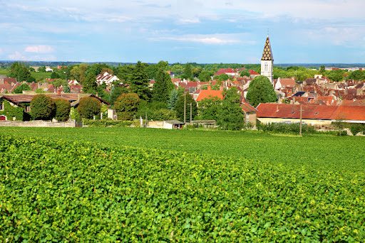 Vignes AOC des vins de Bourgogne