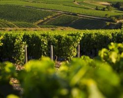 Bouton de lien vers section dégustations sans alcool.