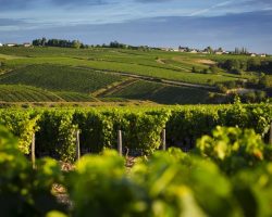 Bouton de lien vers section prestation gourmet tour.